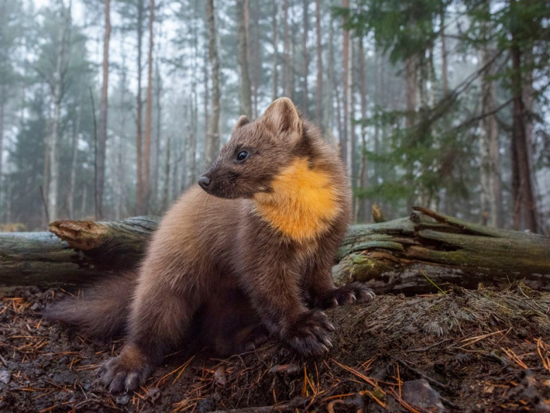 Рискуя жизнью фотограф из Подмосковья сделал кадры кровожадных обитателей леса